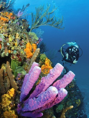 Caribbean Island Diving