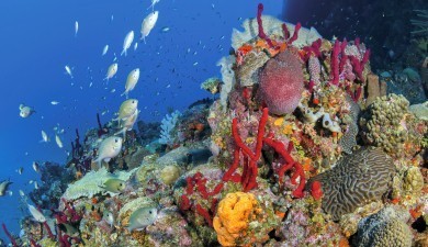 Diving on Saba