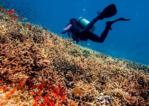 Diving Anguilla