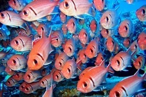 Scuba St Maarten