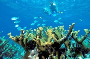 Snorkelling Adventures St Martin 