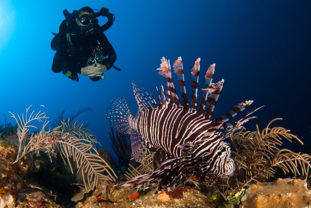 diving in st martins