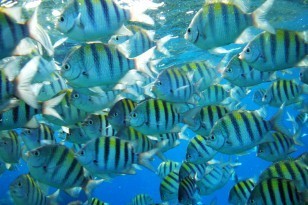 Tropical Fish St Maarten