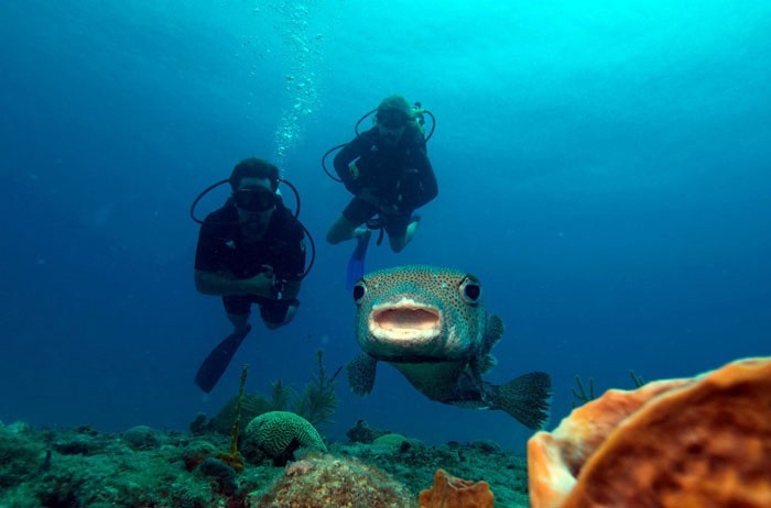 diving saint martin