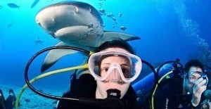 Ocean Exploreres - Shark Dive St Maarten