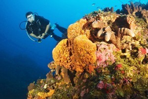 Sea Saba Deep Reefs