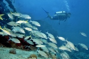 Shoal Bay Scuba Diving