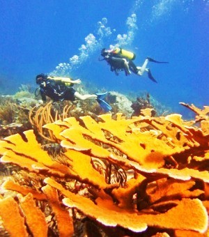 St Maarten Scuba Diving
