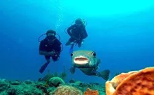 Diving