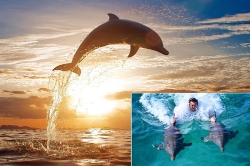 dolphin discovery sint maarten